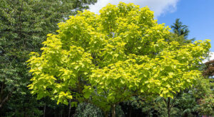 Quand planter un catalpa