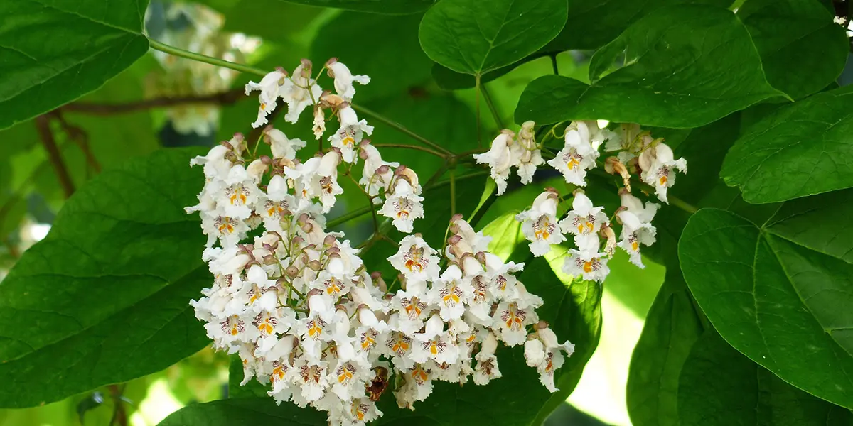 7 choses à faire avec des gousses de catalpa