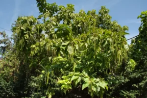 feuilles marron sur un catalpa