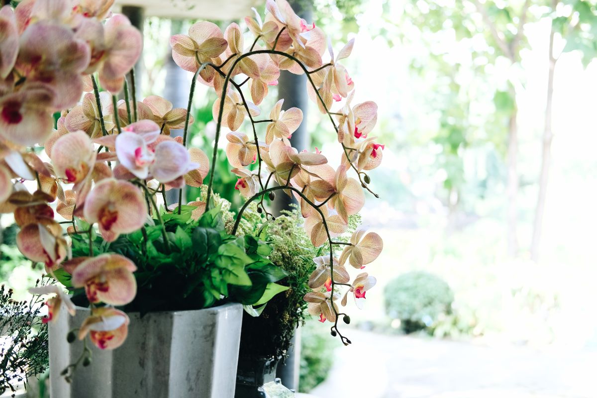 Pourquoi mettre des coquilles d’œufs dans vos orchidées change tout