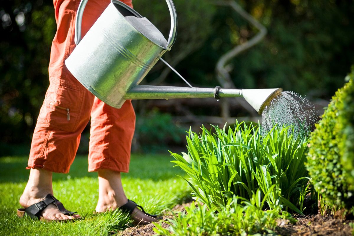 Canicule : voici l’heure précise à laquelle vous devez arroser votre jardin