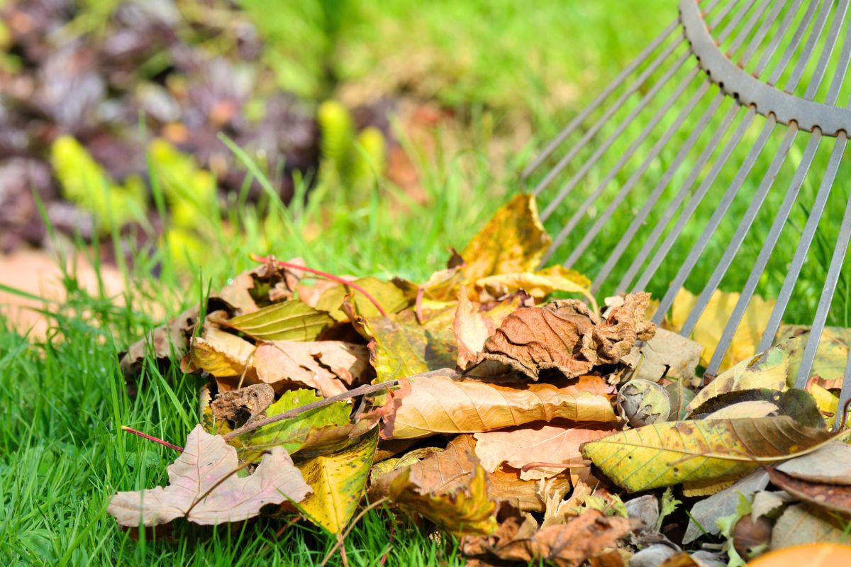 Feuilles mortes : voici pourquoi vous ne devriez plus les jeter