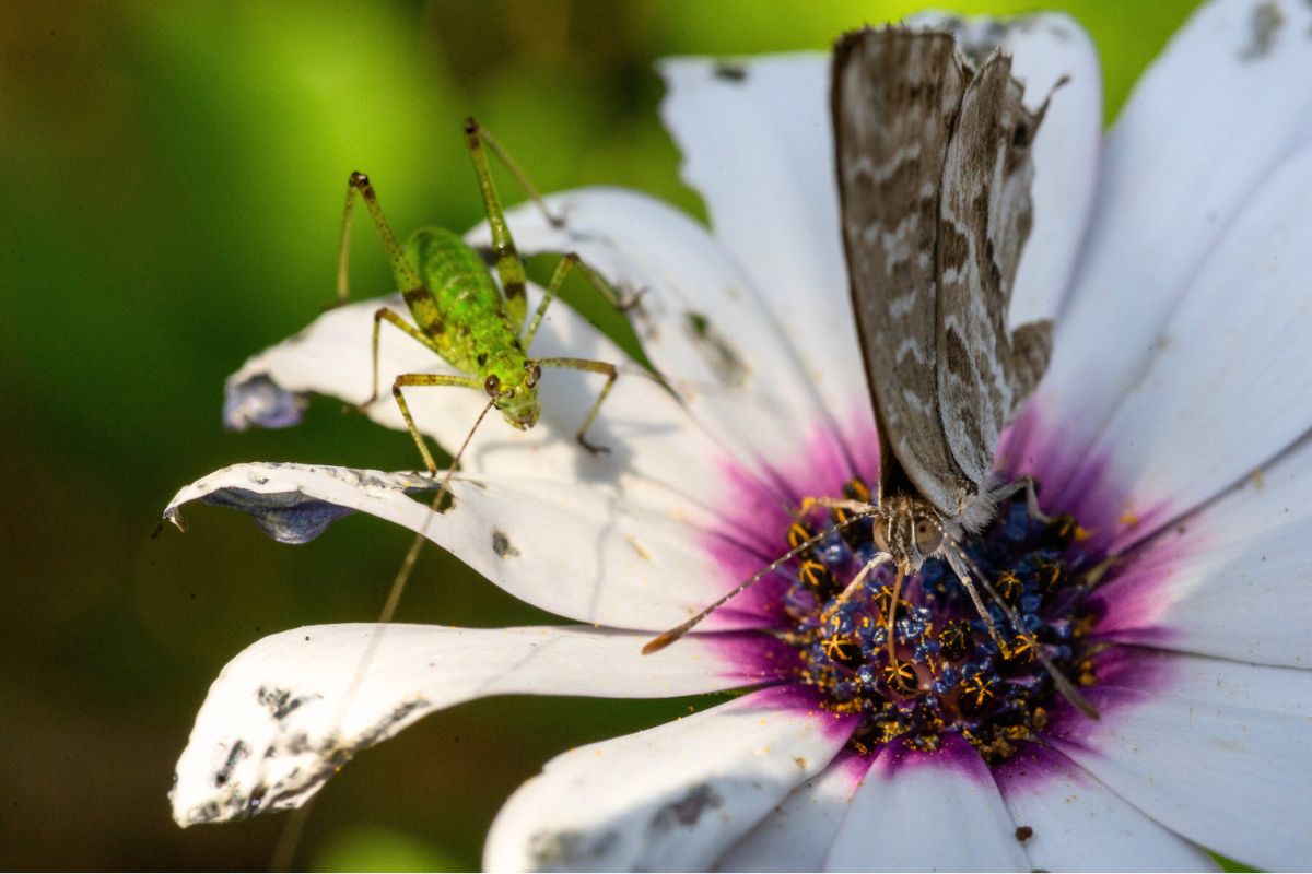 Top 10 des insectes à la durée de vie la plus courte : des existences éclair