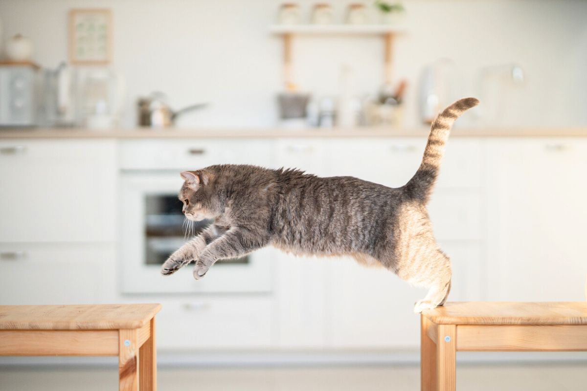 Voici la méthode simple pour empêcher votre chat de grimper sur la table
