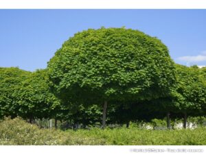 érable boule a t il des inconvénients