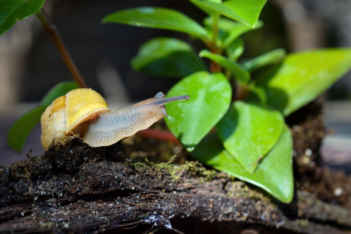 Chenilles, pucerons, limaces : des solutions naturelles pour protéger votre jardin