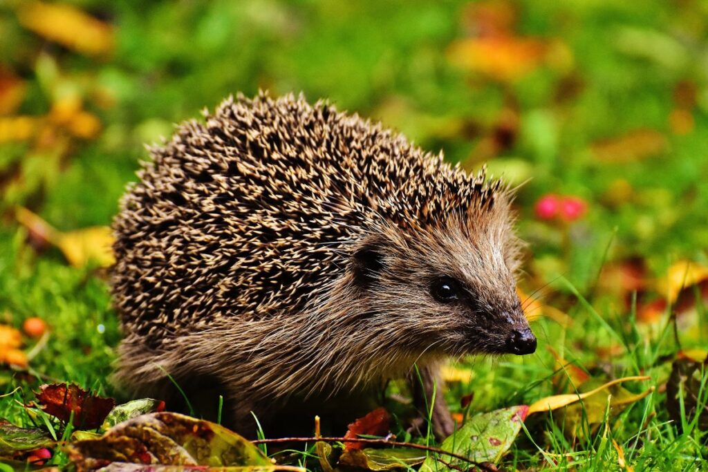 Hérisson contre vipère