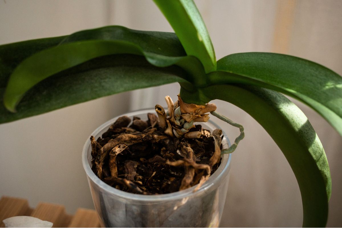 Votre orchidée ne fleurit pas ? Voici comment relancer sa floraison facilement