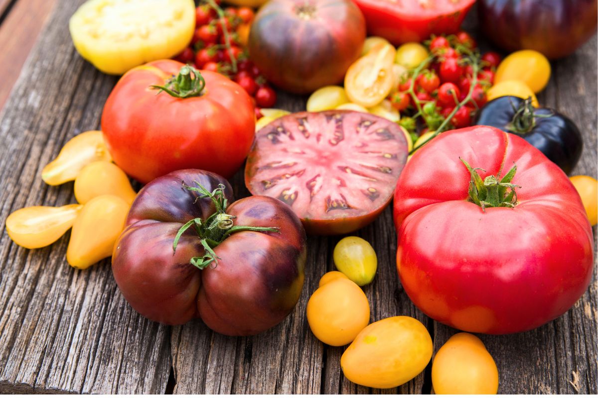 Tomates : l’astuce maison qui transforme une récolte décevante en succès exceptionnel