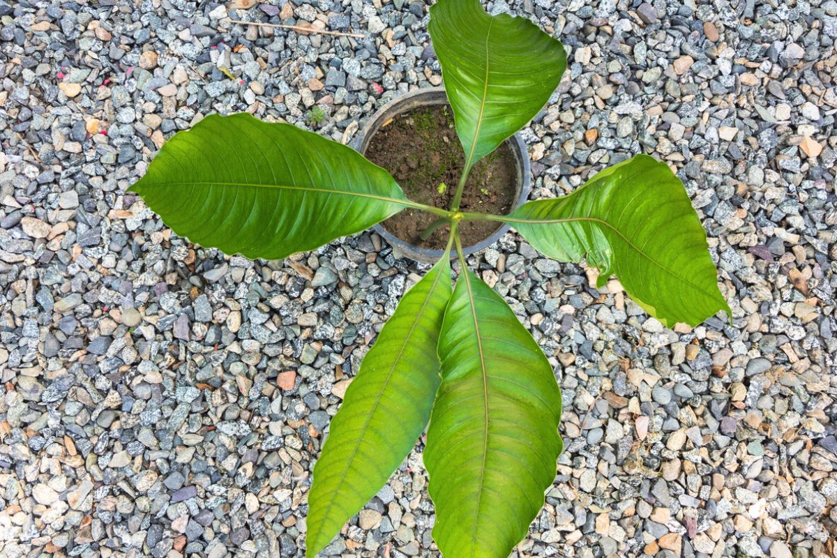 Comment faire germer un noyau de mangue chez soi facilement ?