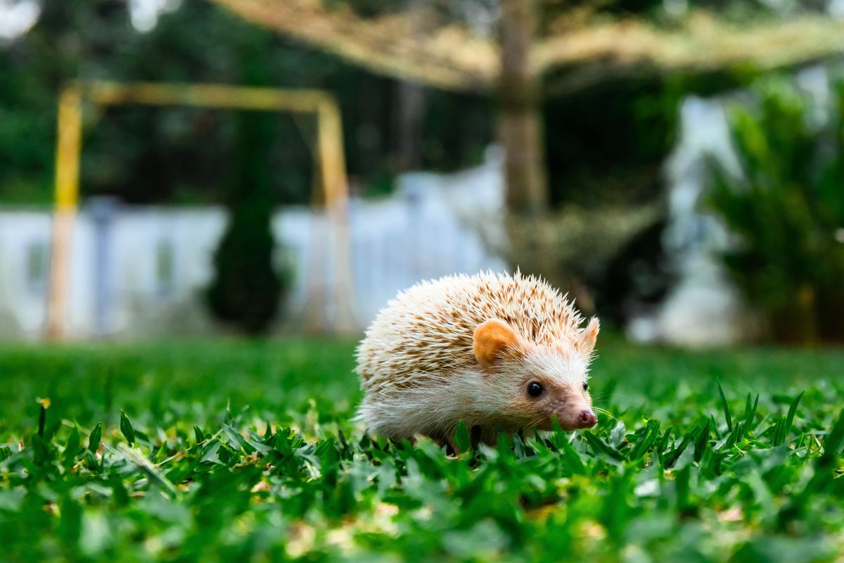 Ce prédateur méconnu représente une réelle menace pour les hérissons de votre jardin