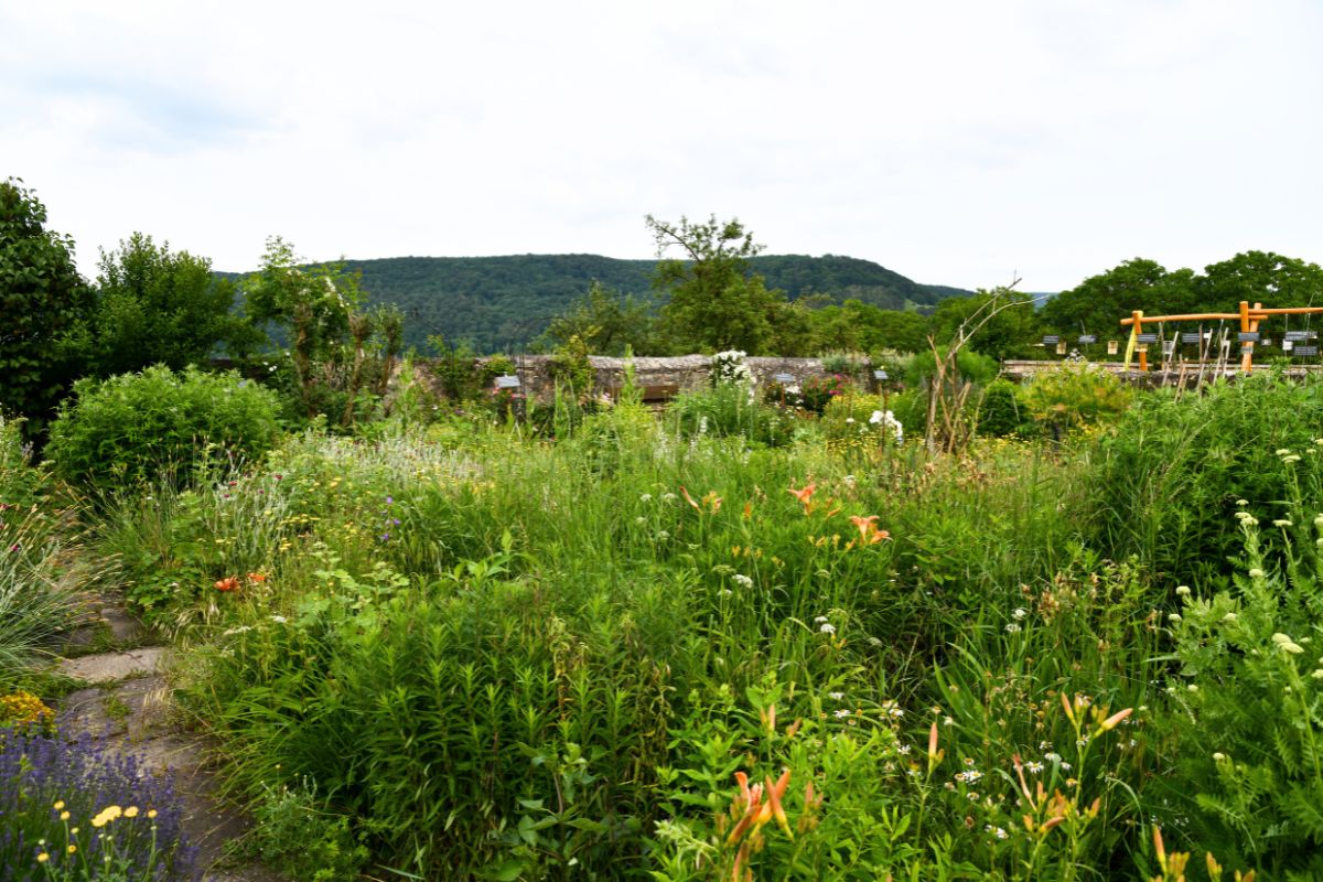 Mon voisin n’entretient plus son jardin : que puis-je faire ?