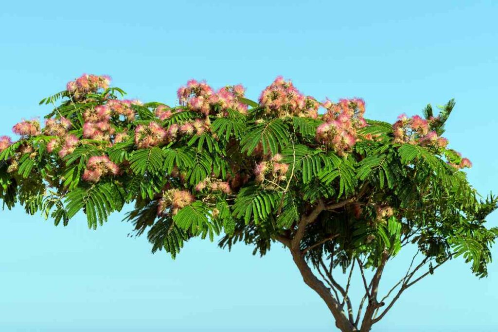 inconvénients de l'albizia : entretien exigeant