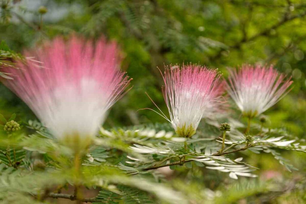 inconvénients de l'albizia : toxicité