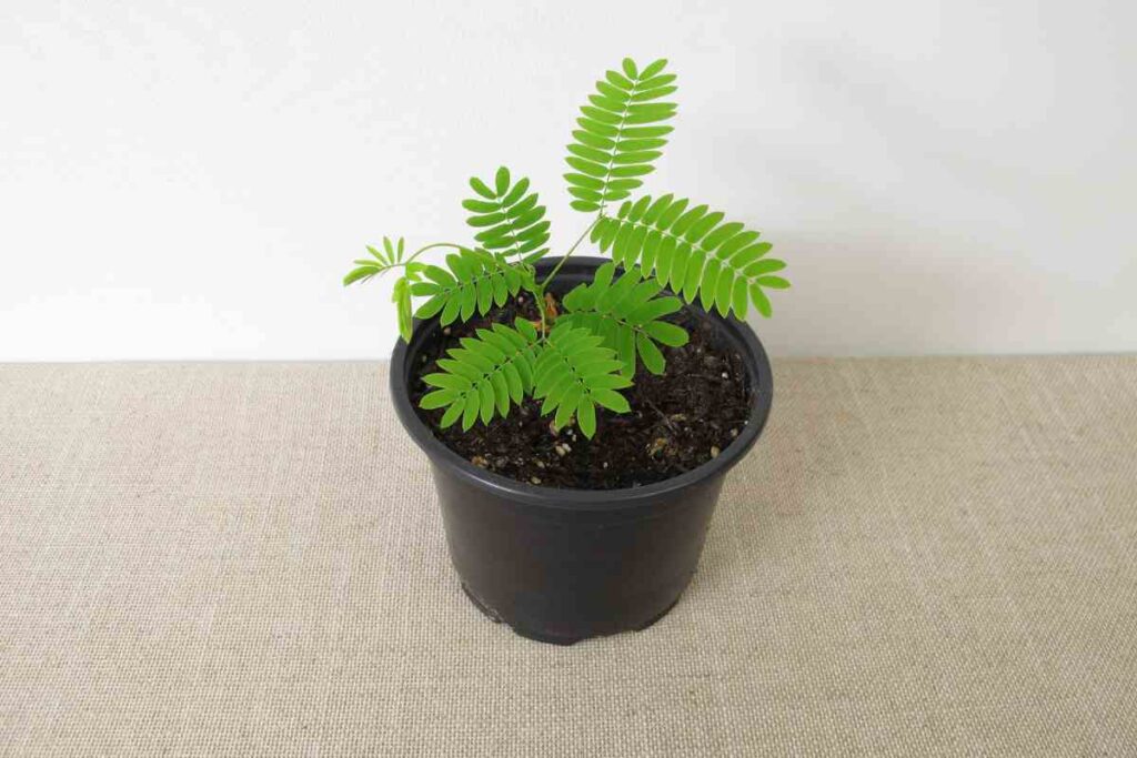 prix  jeunes plants d'albizia