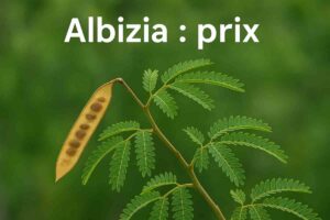 albizia prix (2)