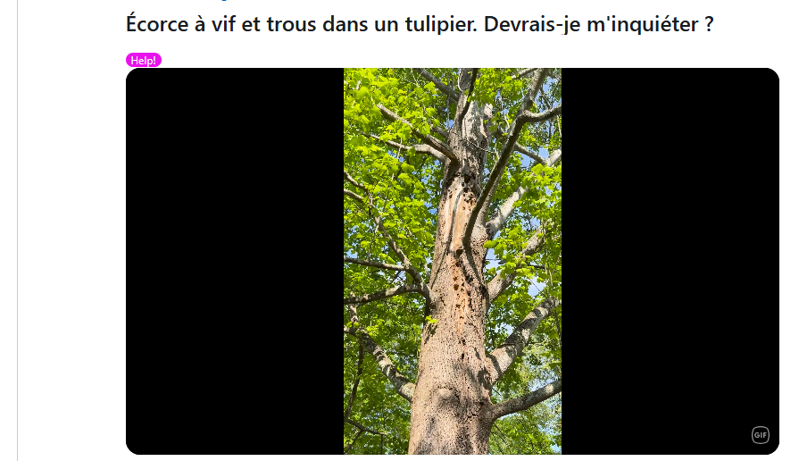 inconvénient du tulipier de Virginie : Vulnérabilité aux maladies