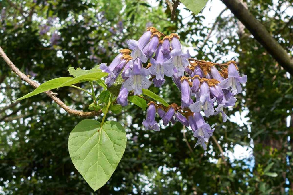 paulownia rapidité croissance 