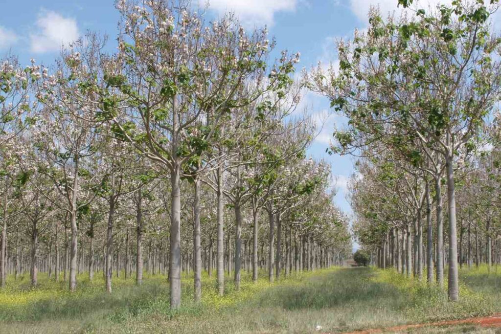 croissance du paulownia