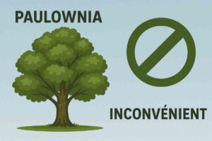 paulownia inconvénient