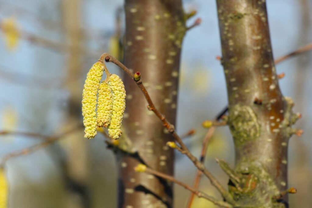 tailler un noisetier