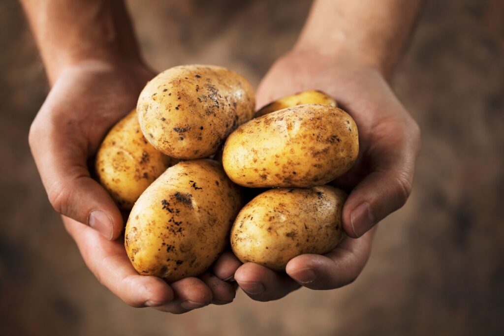 température pour stocker les pommes de terre 