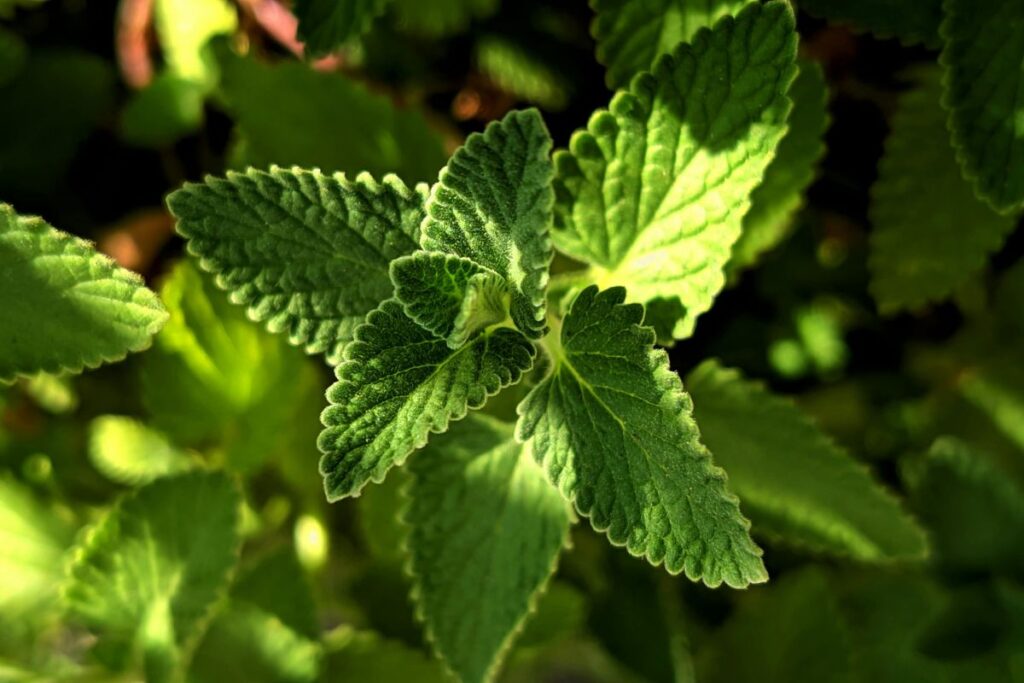 les inconvénients de la menthe dans le jardin