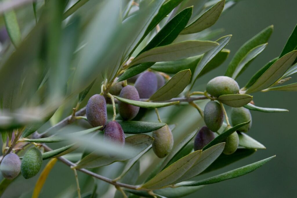 les inconvénients des olives au jardin