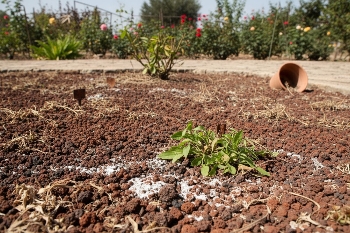 Pouzzolane : quels sont les inconvénients au jardin et en aménagement ?